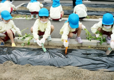 芋の苗植えを楽しむ子どもたちの写真